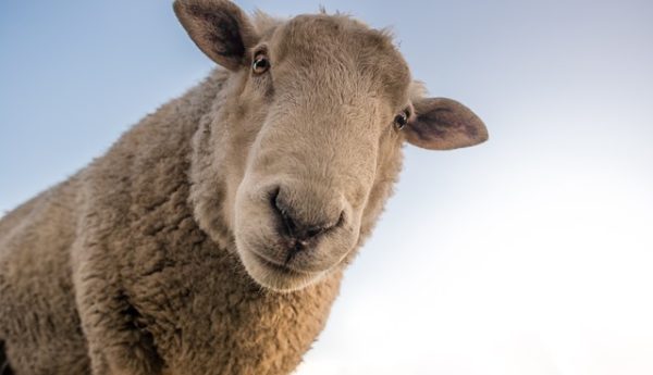 ¿Sheep or ship? Minimal pairs en inglés o pares mínimos